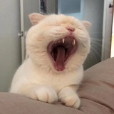 大久保