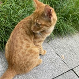 安koo