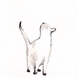 专心养猫