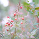 顾菇姑