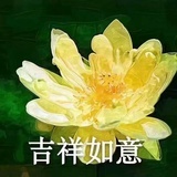 大王八