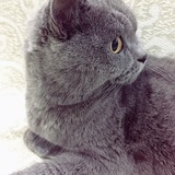 -木木枭
