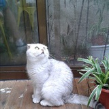Euphemia