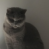 恋