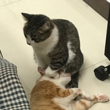 茉莉白鹅