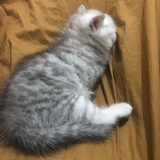 我的鸡八岁了