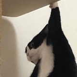 猪婆杨
