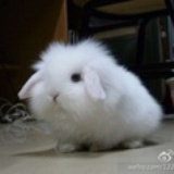 圣诞欢歌