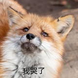 JosaphineLai