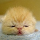 睡猫hh