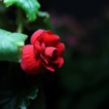 fleur