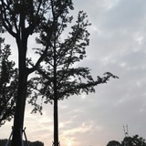 木外门