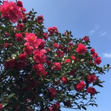 清源