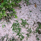 浪迹江湖