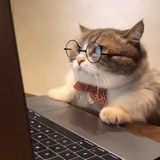 渡海的猫