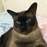 猫小熊