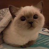 竹海桑田