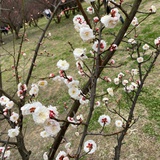 烟灯