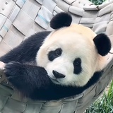 一个菠萝包er