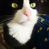 爪子猫
