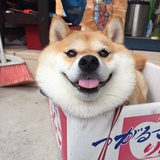 我只是一个狗