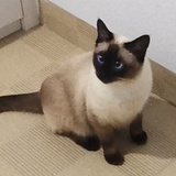 Mio的电子手帐