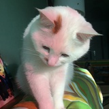 猫毛雨伞