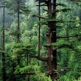凤凰山上松