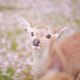 山水一直鹿