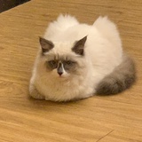 张叶叶
