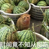 为你衷情