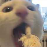 Kôr