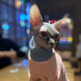 婵儿