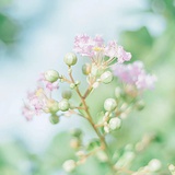 蕊蕊笔画多