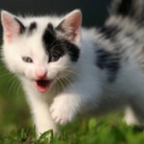 肉松是只猫