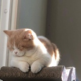 子午线天使