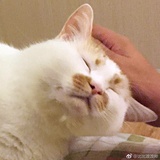 犬小屋山蛙子