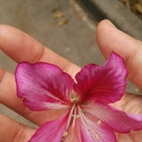 百合花