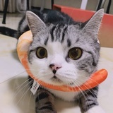 芒果小姐