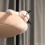 李子栗子梨