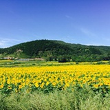 八博