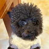 NiNi