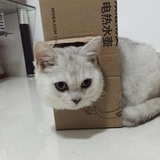 奶油小马蹄