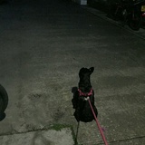 摸得黑文