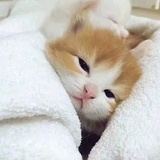 塔顶上的猫