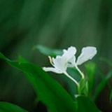 yangsu