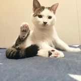 小树