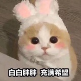养喵的鱼卡卡
