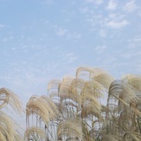 一匹遨游的小马