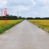 阿拉蕾